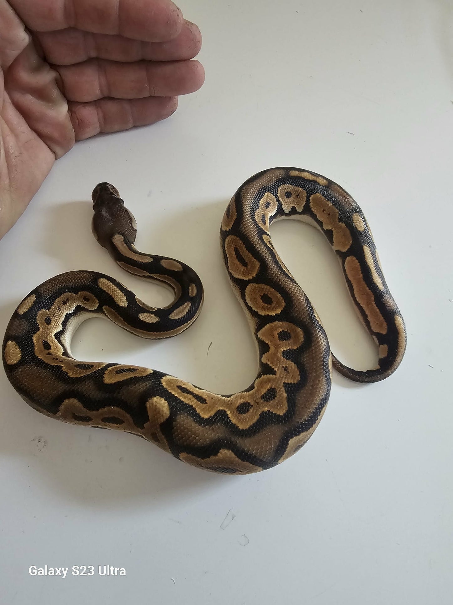 Black Pastel Het Pie Ball Python