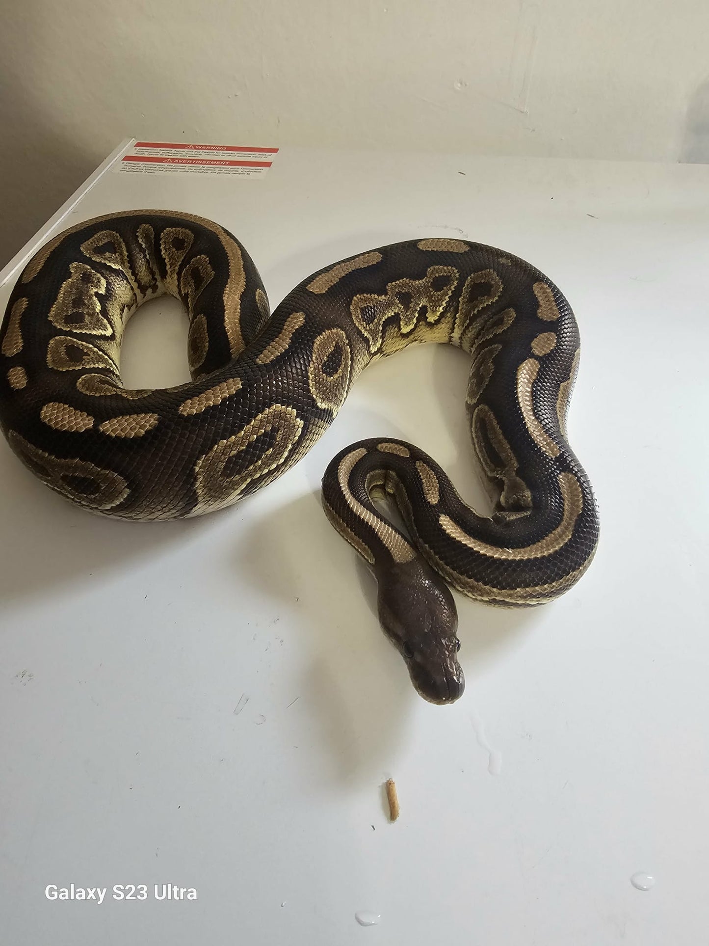 Ball Python