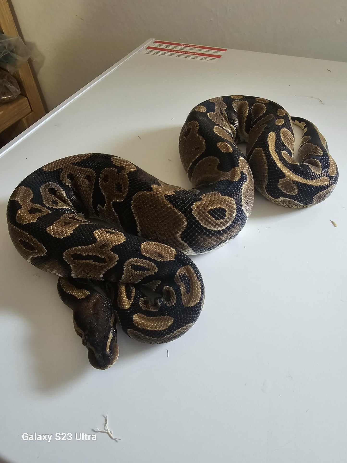 Enchi Phantom black het