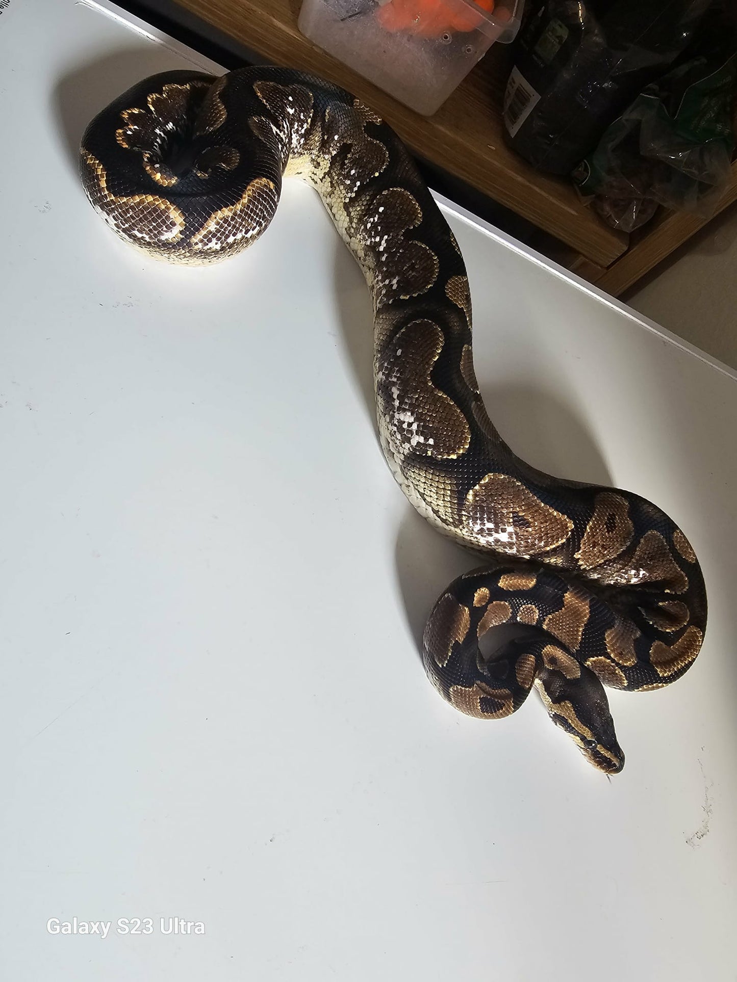 Super Stripe Ball Python
