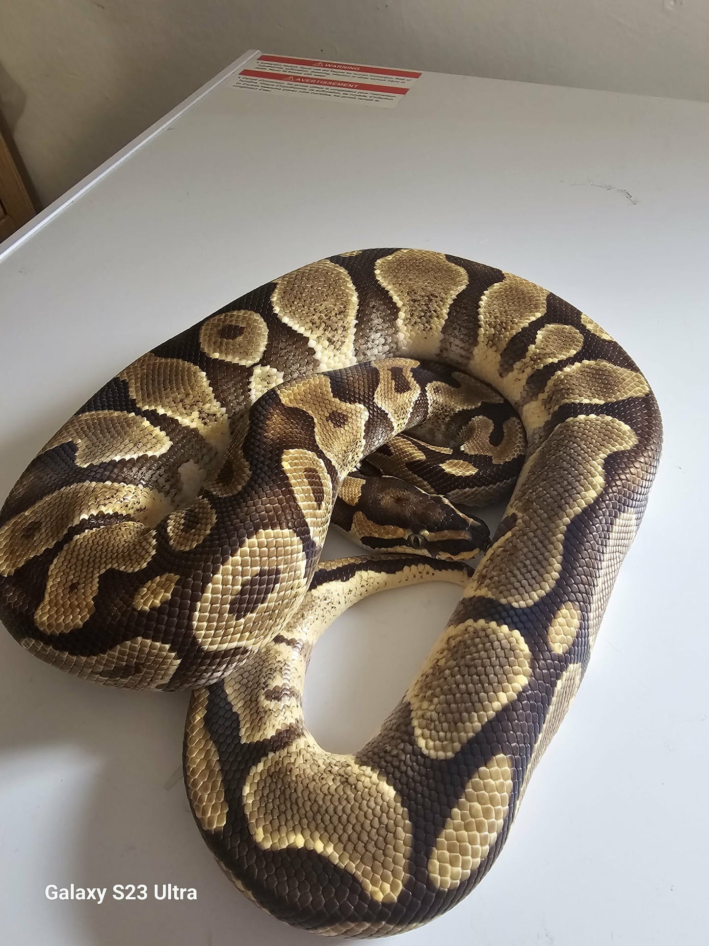 Mystic Pastel Het Clown Ball Python