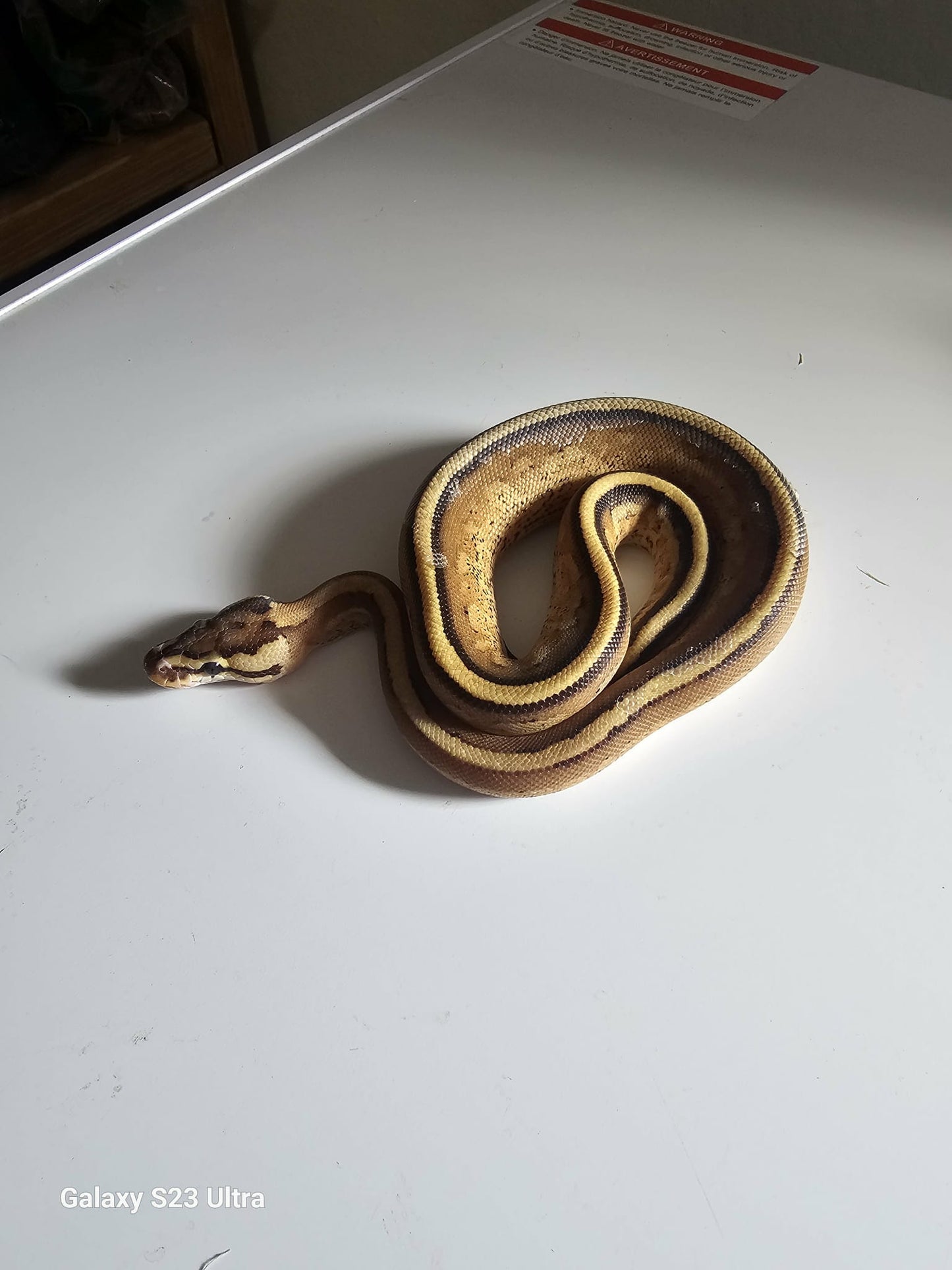 White Calico Ball Python