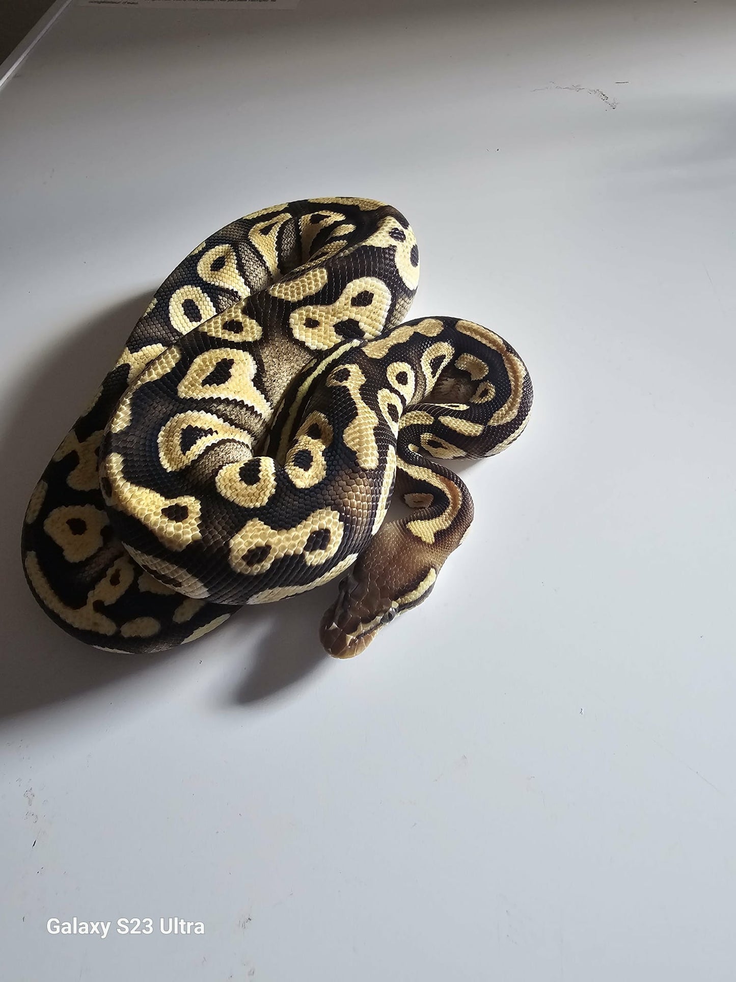 Pastel Mojave Cypress Ball Python