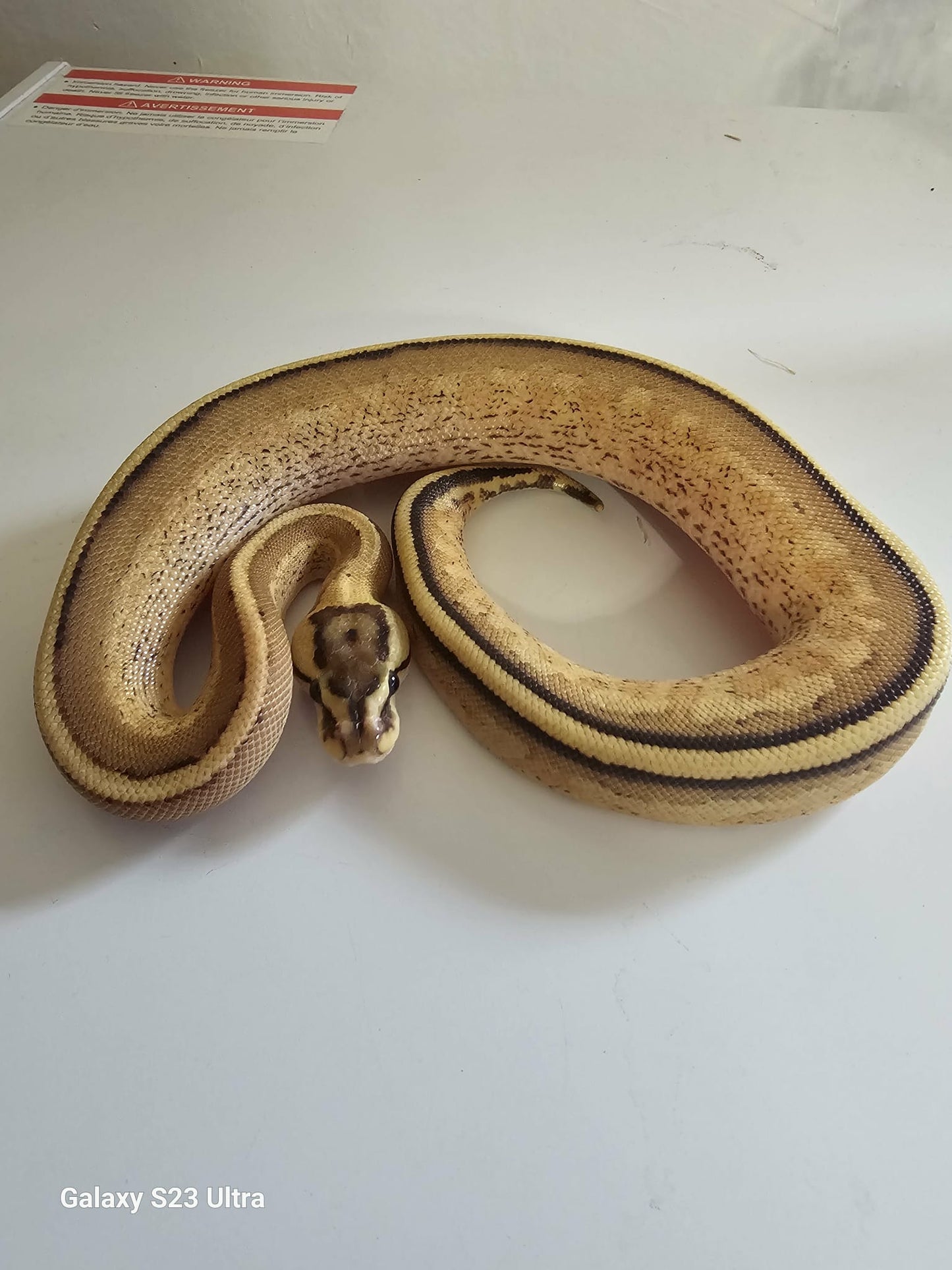 Super Stripe Ball Python
