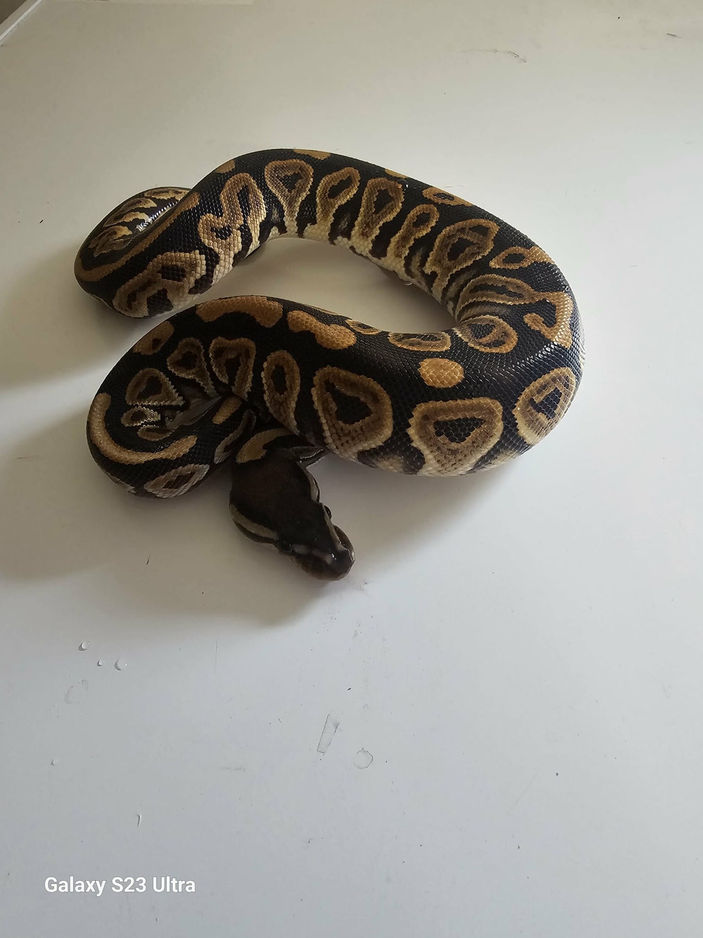 White Belly Cimy Ball Python