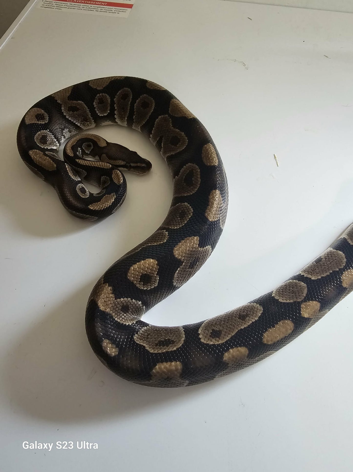 Mojave Ball Python