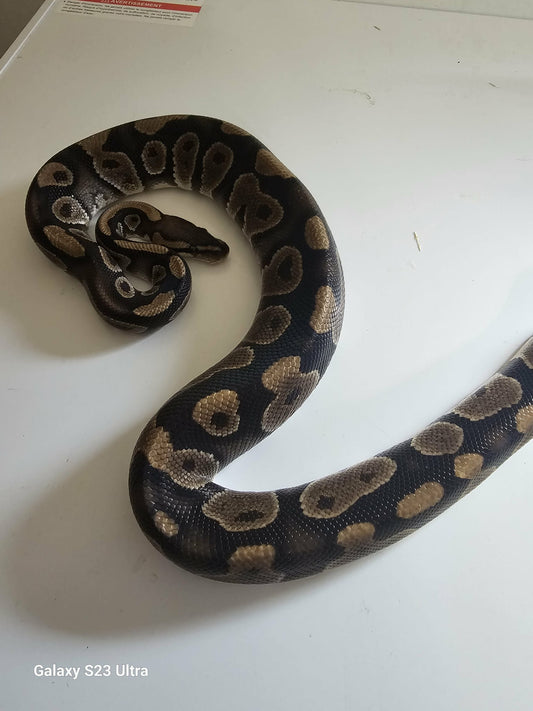 Mojave Ball Python