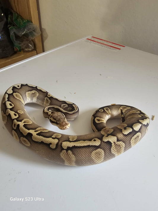 Ball Python