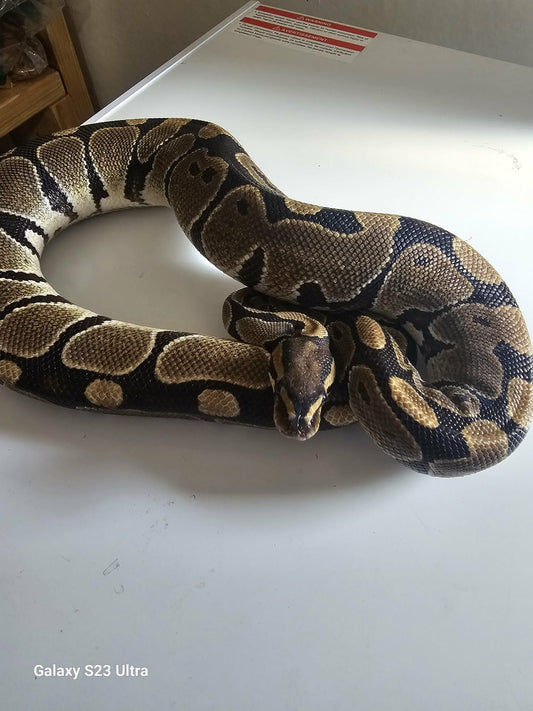 Freeway Ball Python