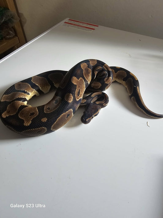 Enchi Phantom Black HET Ball Python