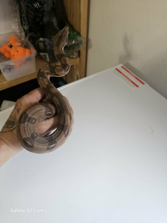 Cocoa Leopard Mystic Pied Ball Python