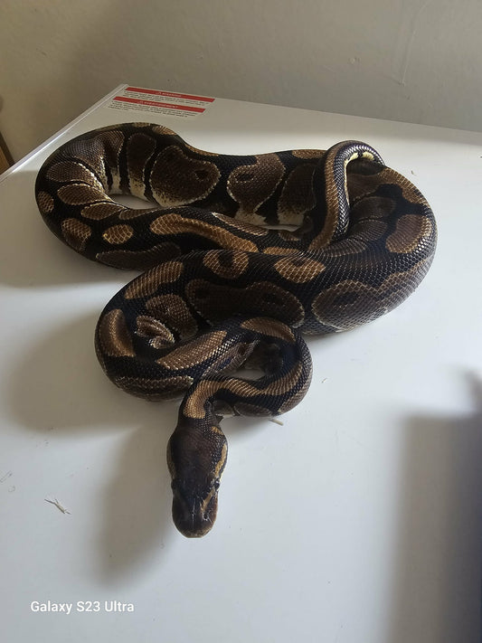Mystic Clown Pastel Ball Python