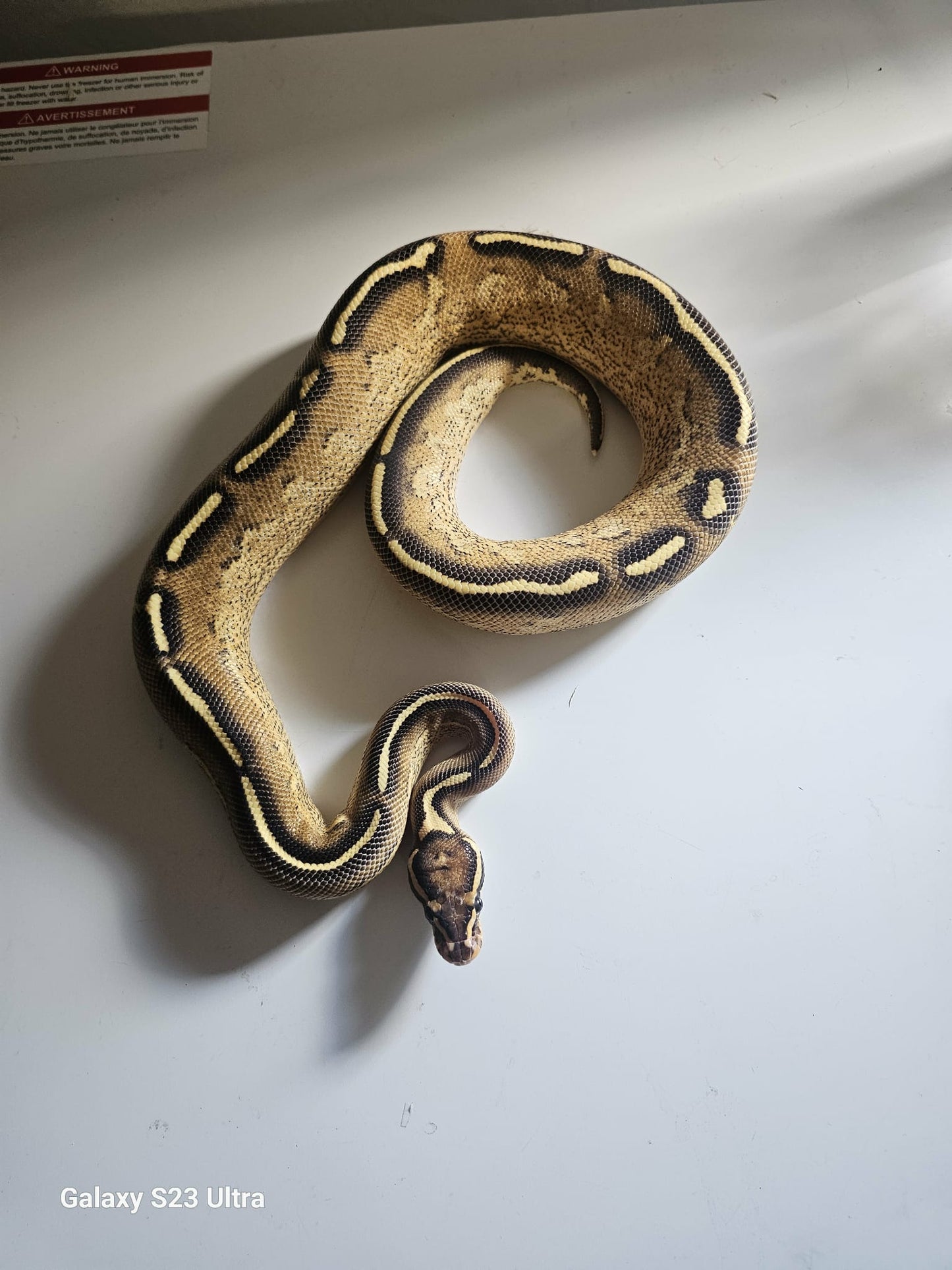 Black Mojave HET Ball Python