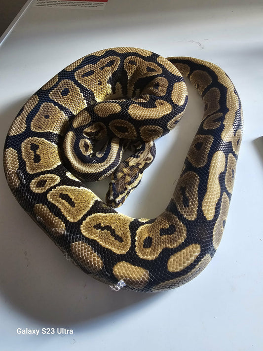 GHI Mystic Pastel HET Clown Ball Python
