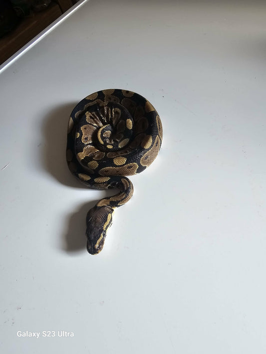 Enchie Fire Ball Python