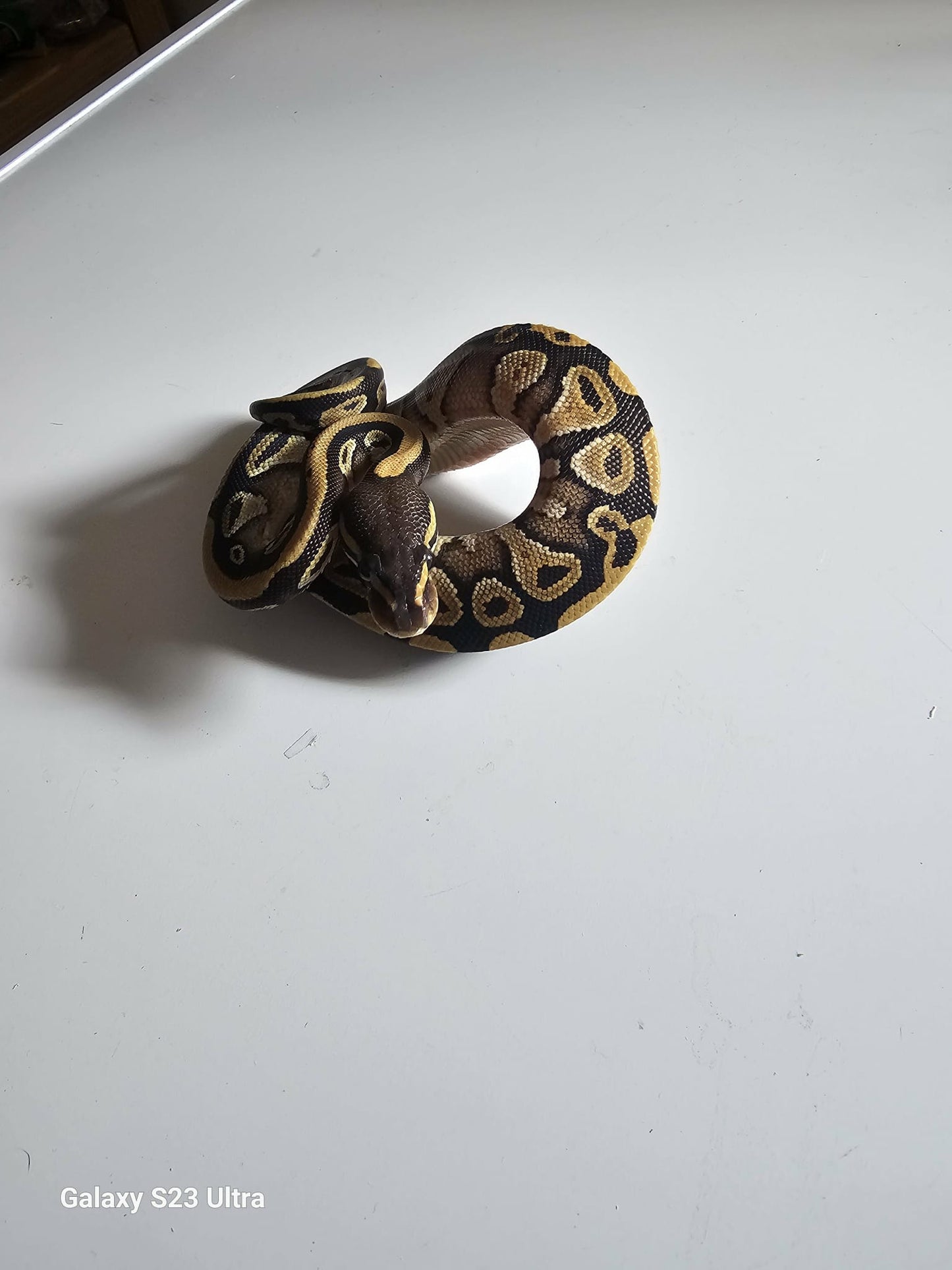 Ball Python