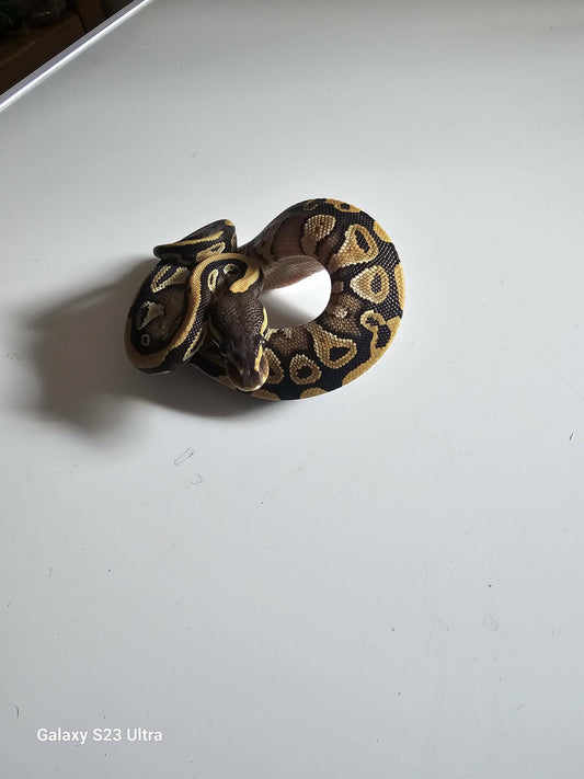 Ball Python