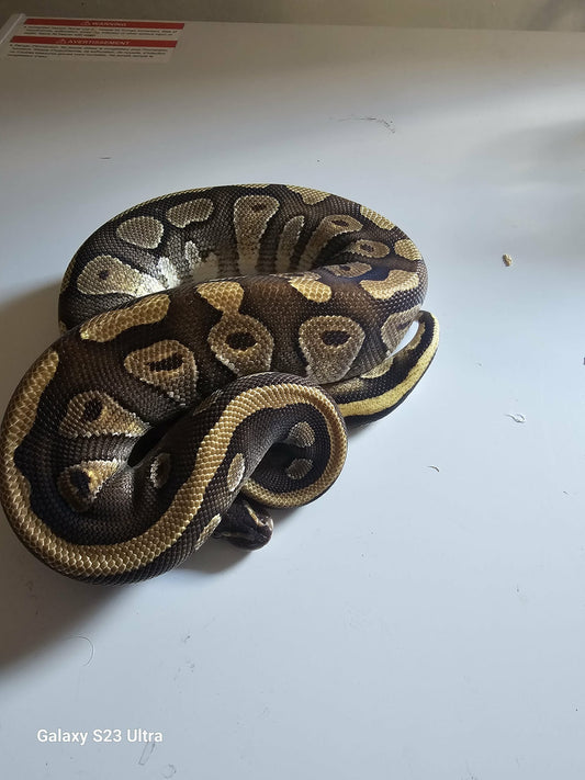 Pastel Clown Ball Python