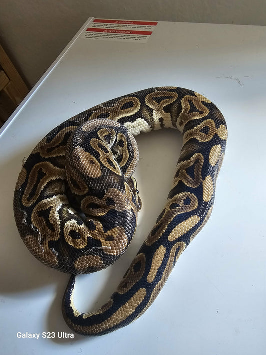 Cinnamon Clown Het Ball